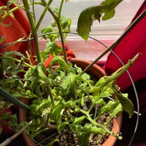 Meet your Posher, Nella